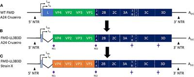 Novel Foot-and-Mouth Disease Vaccine Platform: Formulations for Safe and DIVA-Compatible FMD Vaccines With Improved Potency